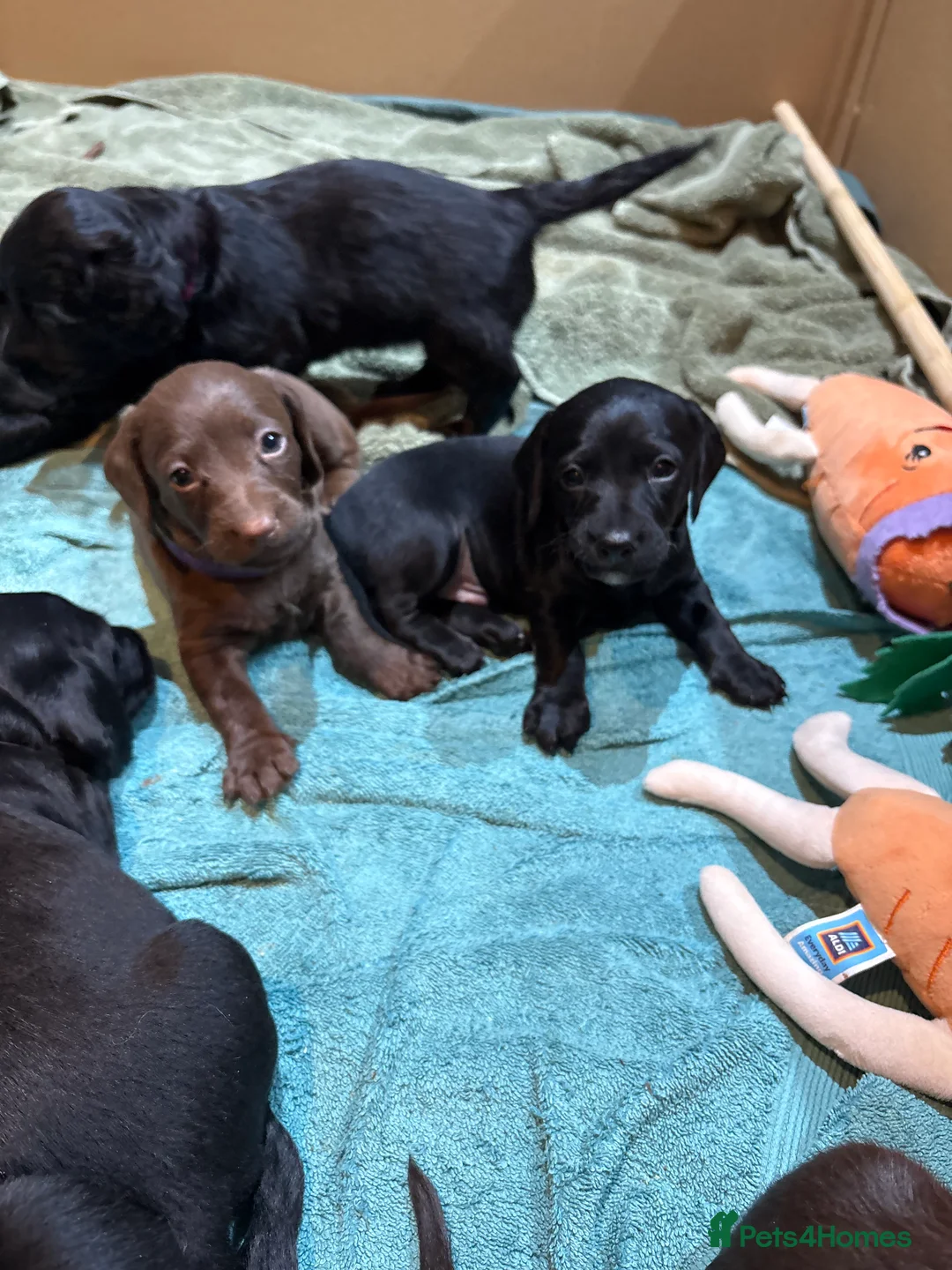 Mixed Breed dogs for sale: Doxiepoos - Advert 7