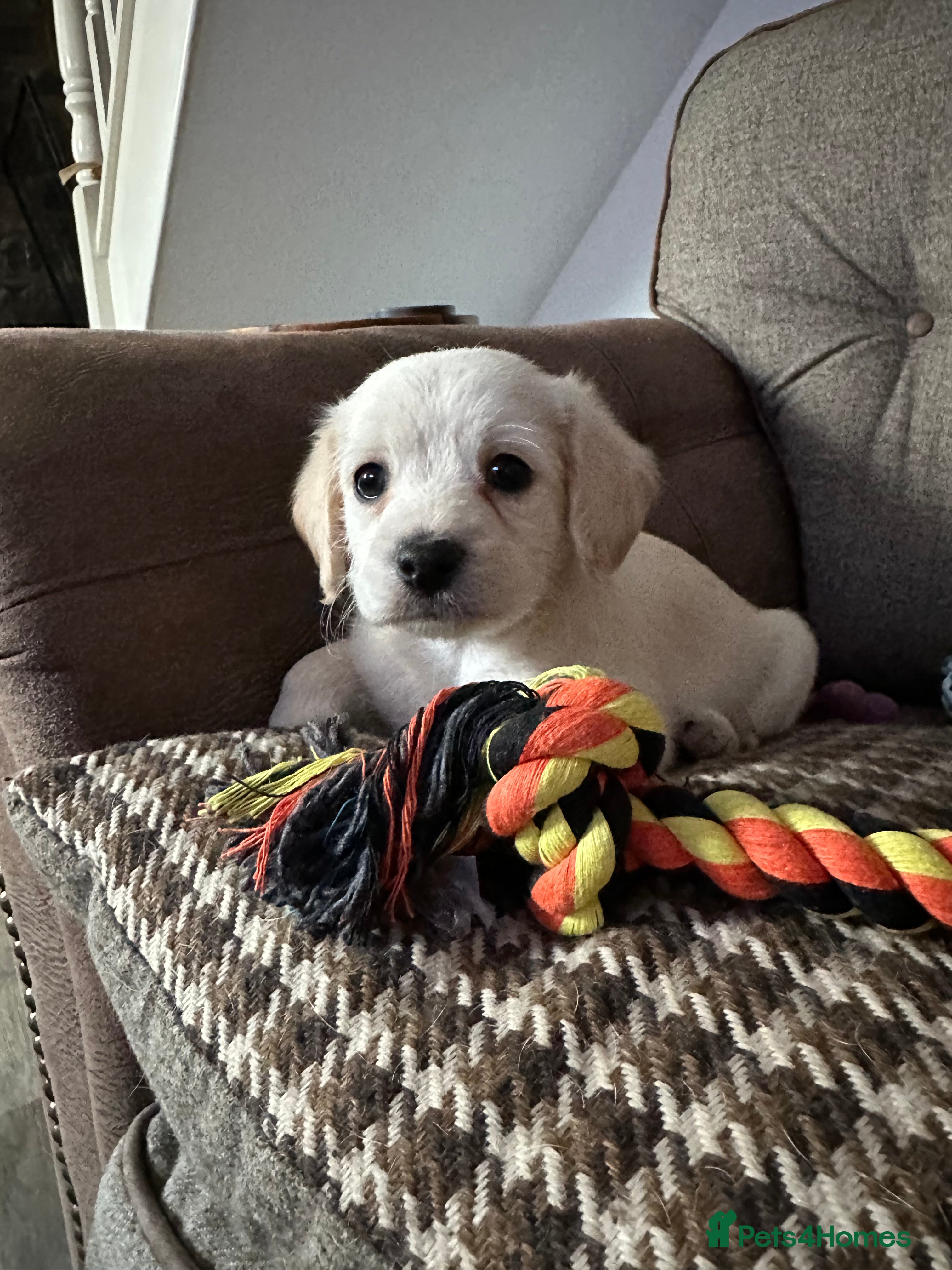 Mixed Breed dogs Cavapoo Beagle x Miniature Poodle  - Advert 17