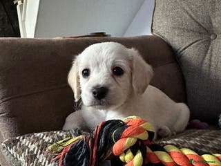 Mixed Breed dogs Cavapoo Beagle x Miniature Poodle - Advert 17