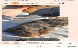 Cockapoo dogs for sale: Cockapoo puppies f1 Rare exceptional litter!!!!♥️ - Image 11