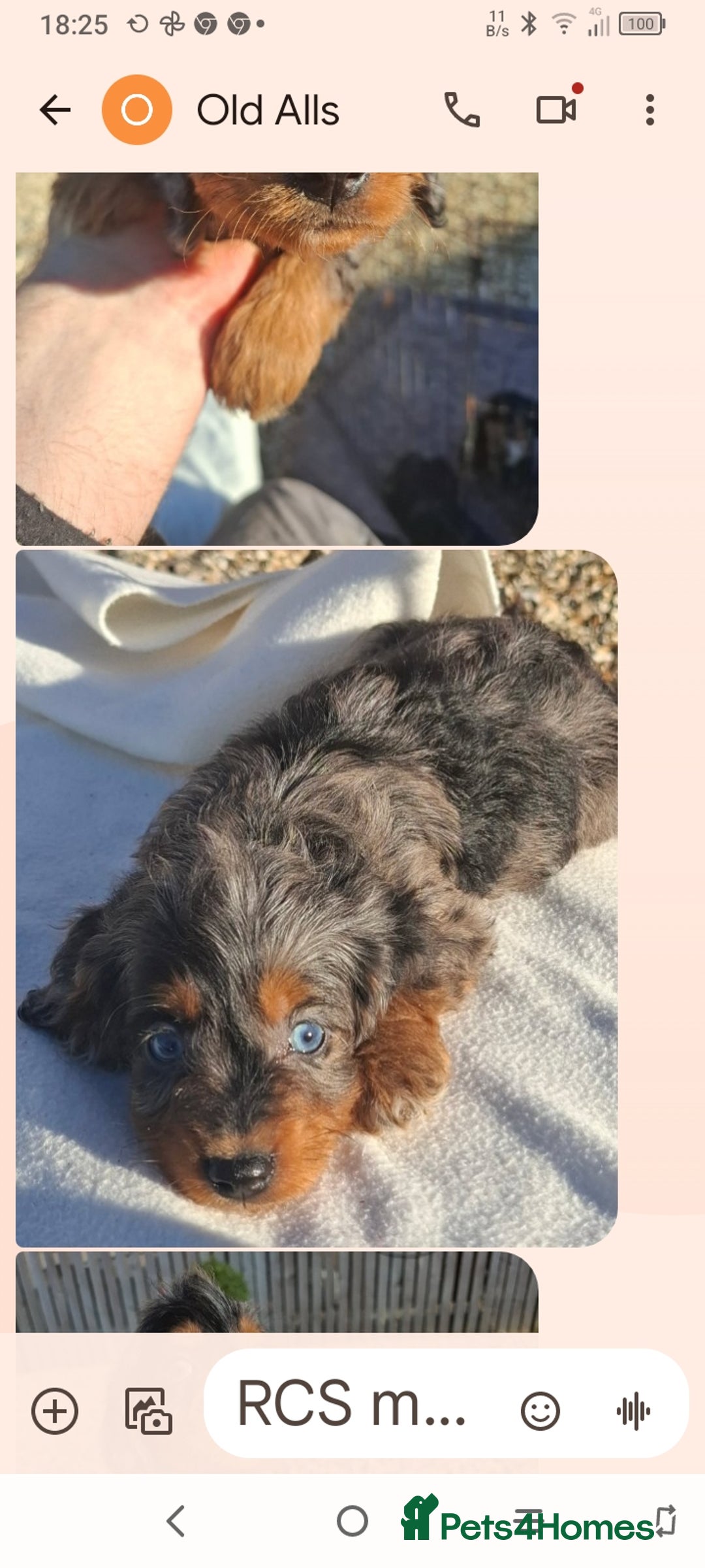 Cockapoo dogs for sale: Cockapoo puppies f1 Rare exceptional litter!!!!♥️ - Image 11
