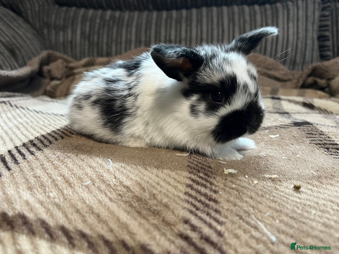 Mini Lop rabbits for sale: 7 beautiful mini lops  - Image 4