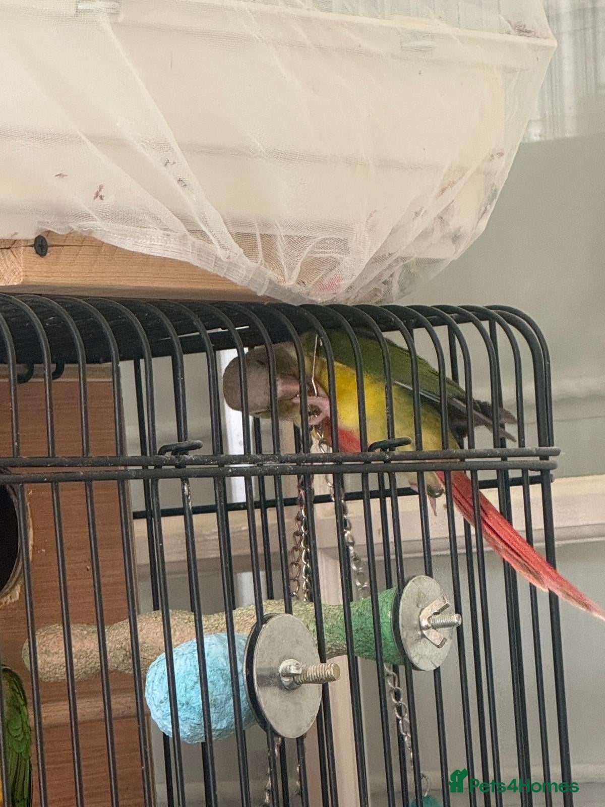 Conures birds 1 tamed, hand reared baby conure - Advert 2