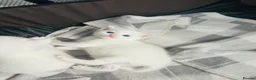 Turkish Van cats for sale: Beautiful Turkish van kittens for sale.  - Advert 11