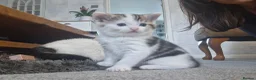 Mixed Breed cats for sale: 2 male kittens 1 female kitten - Advert 10