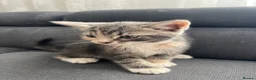 Mixed Breed cats for sale: 4 beautiful kittens  - Advert 16