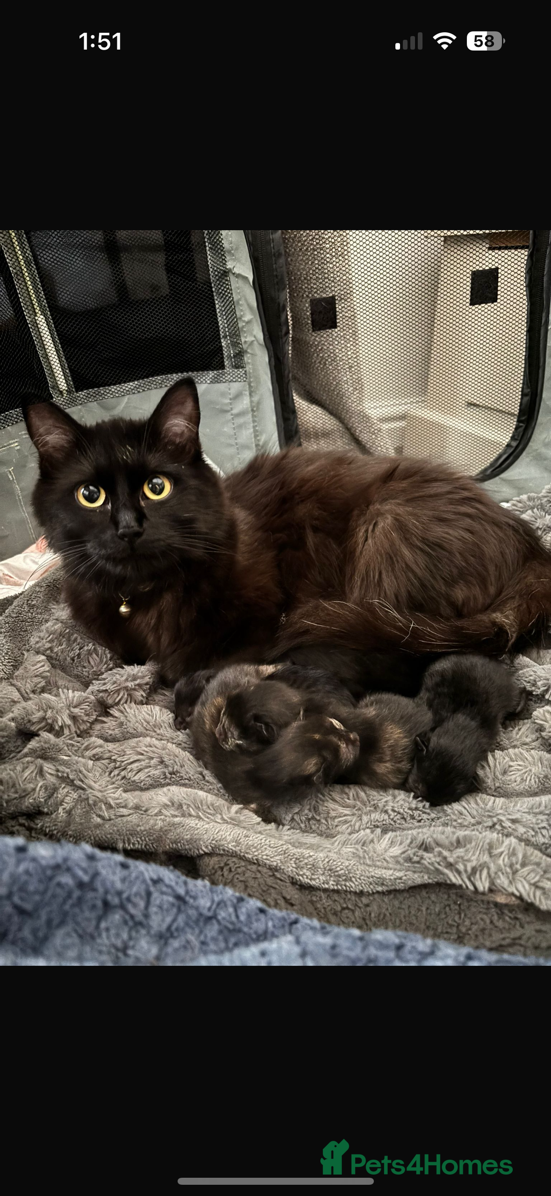 Mixed Breed cats for sale: Ragdoll X kittens  - Image 3