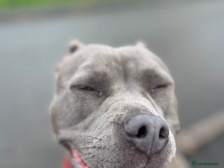 Mixed Breed dogs Olive - Advert 11