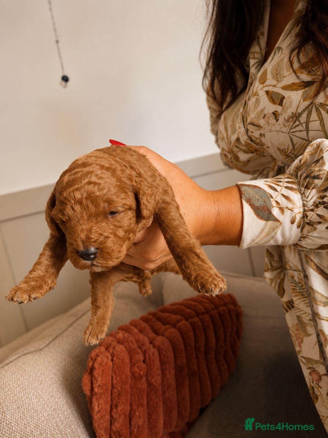 Miniature Poodle dogs for sale: Purebred Miniature Poodle Puppies - Advert 7