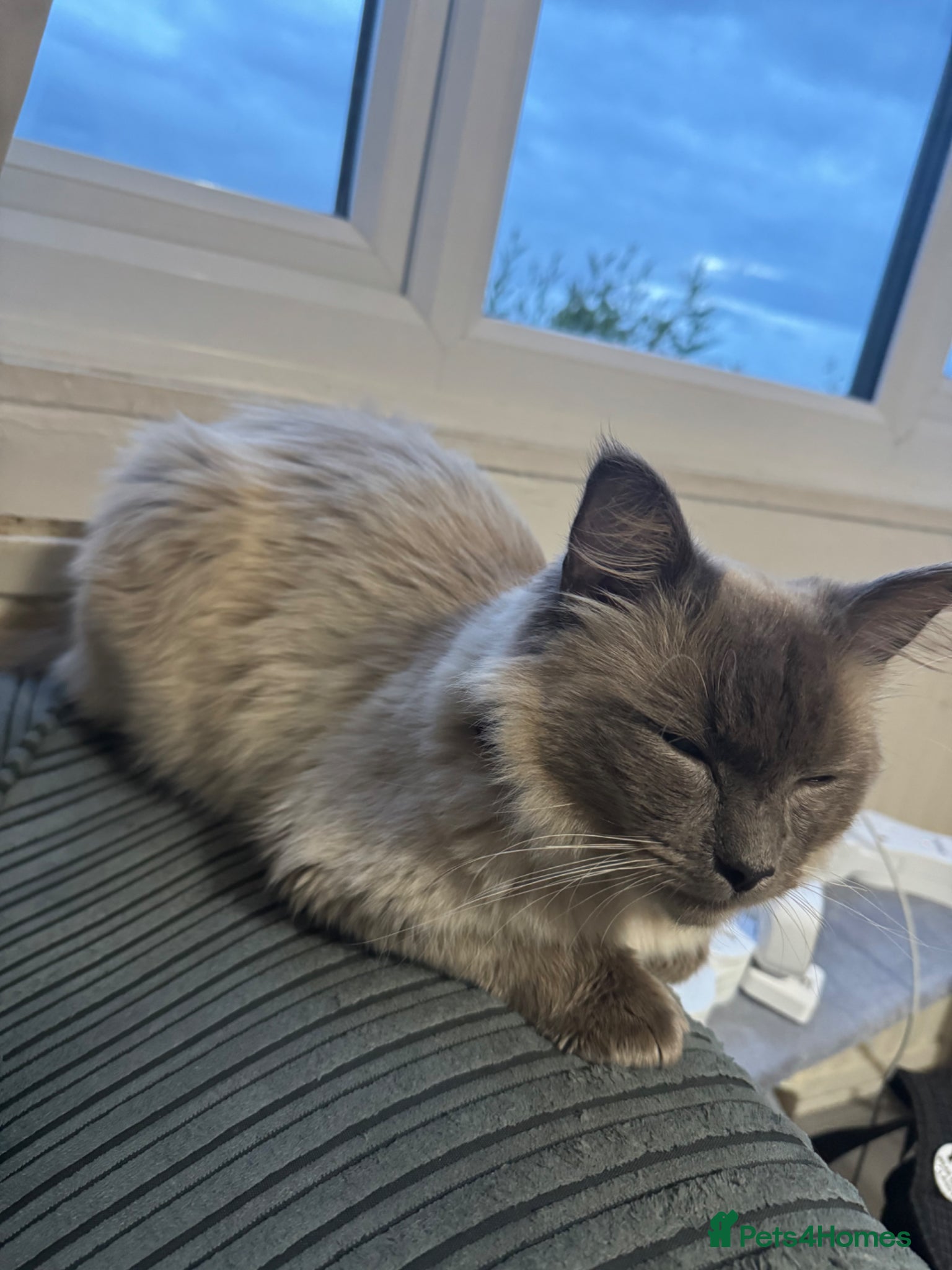Ragdoll cats for sale: A beautiful and calm ragdoll cat  - Advert 1