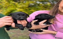 Labrador Retriever dogs for sale: Outstanding Litter of KC registered Labradors  - Image 2