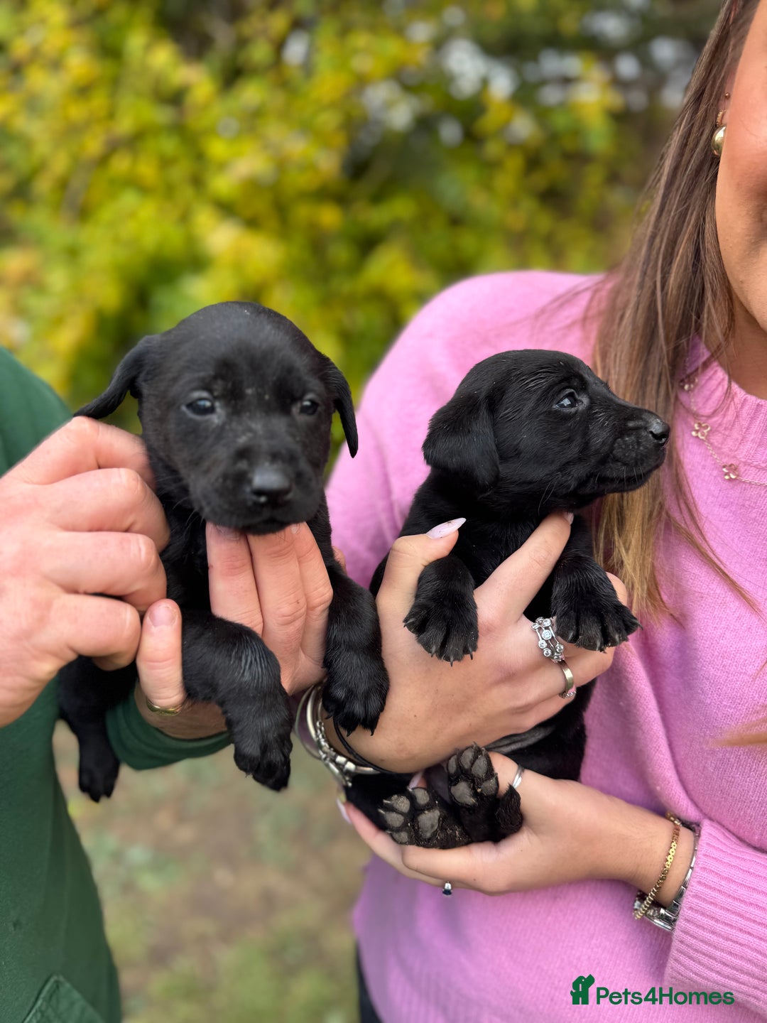 Labrador Retriever dogs for sale: Outstanding Litter of KC registered Labradors  - Image 2