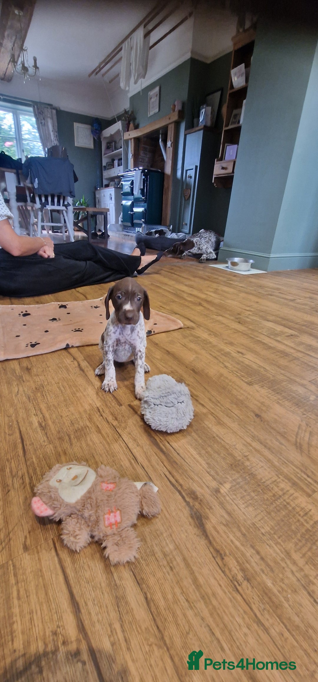 German Shorthaired Pointer dogs for sale: German shorthaired pointer puppies  - Image 8