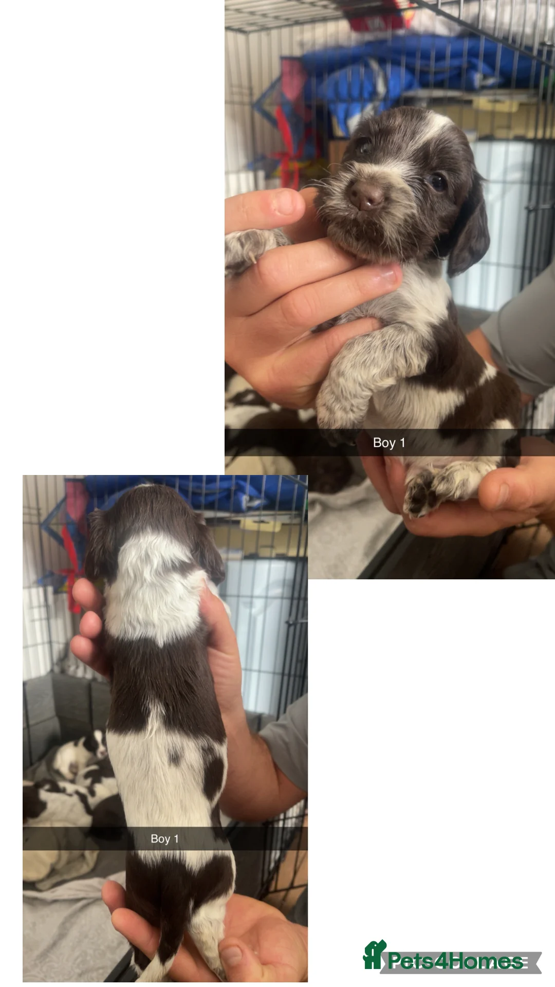 Cocker Spaniel dogs for sale: PUPS Working cocker spaniel puppies  in Wingate - Advert 2
