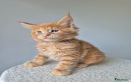 Maine Coon cats for sale: 6 TICA-Registered Maine Coon Kittens Available - Image 5