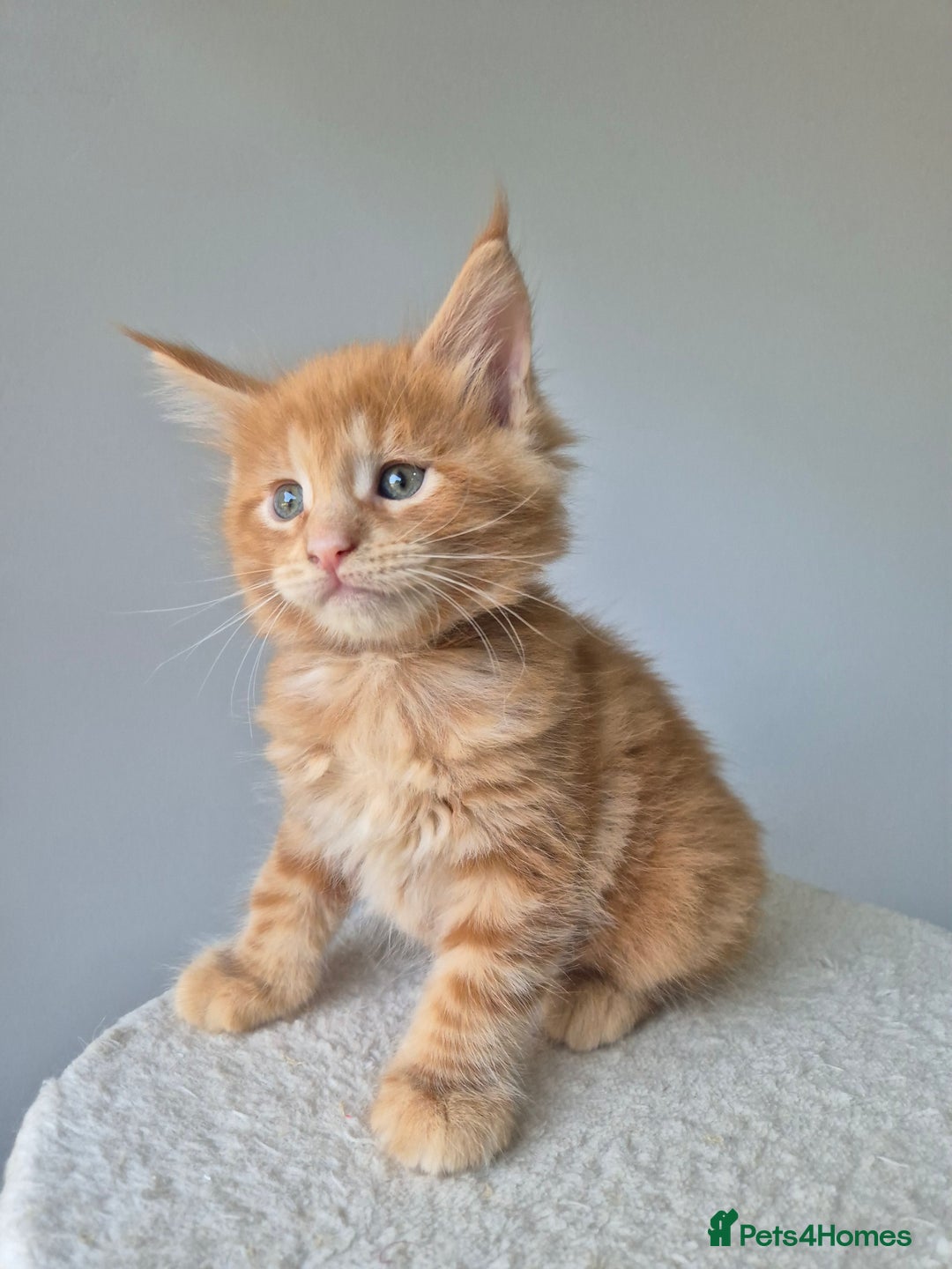 Maine Coon cats for sale: 6 TICA-Registered Maine Coon Kittens Available - Image 5