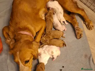 Sprocker dogs Adorable sprocker puppies - Advert 1