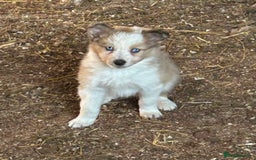 Border Collie dogs for sale: A beautiful mixed litter of border collies  - Image 14