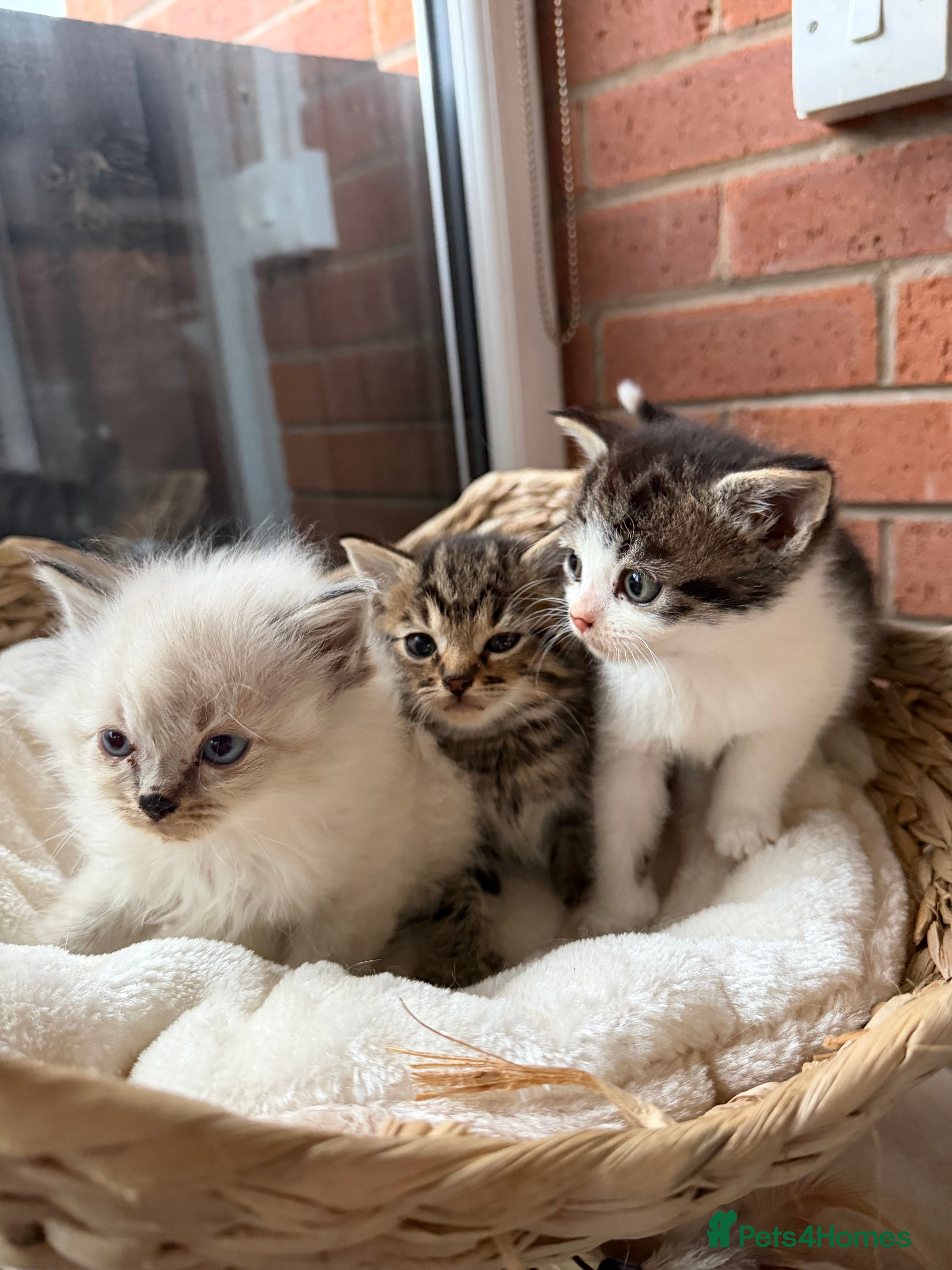 Mixed Breed cats Mixed breed Kittens - Advert 7