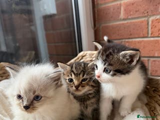 Mixed Breed cats Mixed breed Kittens - Advert 3