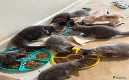 Maine Coon cats for sale: READY NOW BEAUTIFUL PEDIGREE MAINECOON KITTENS  - Image 18