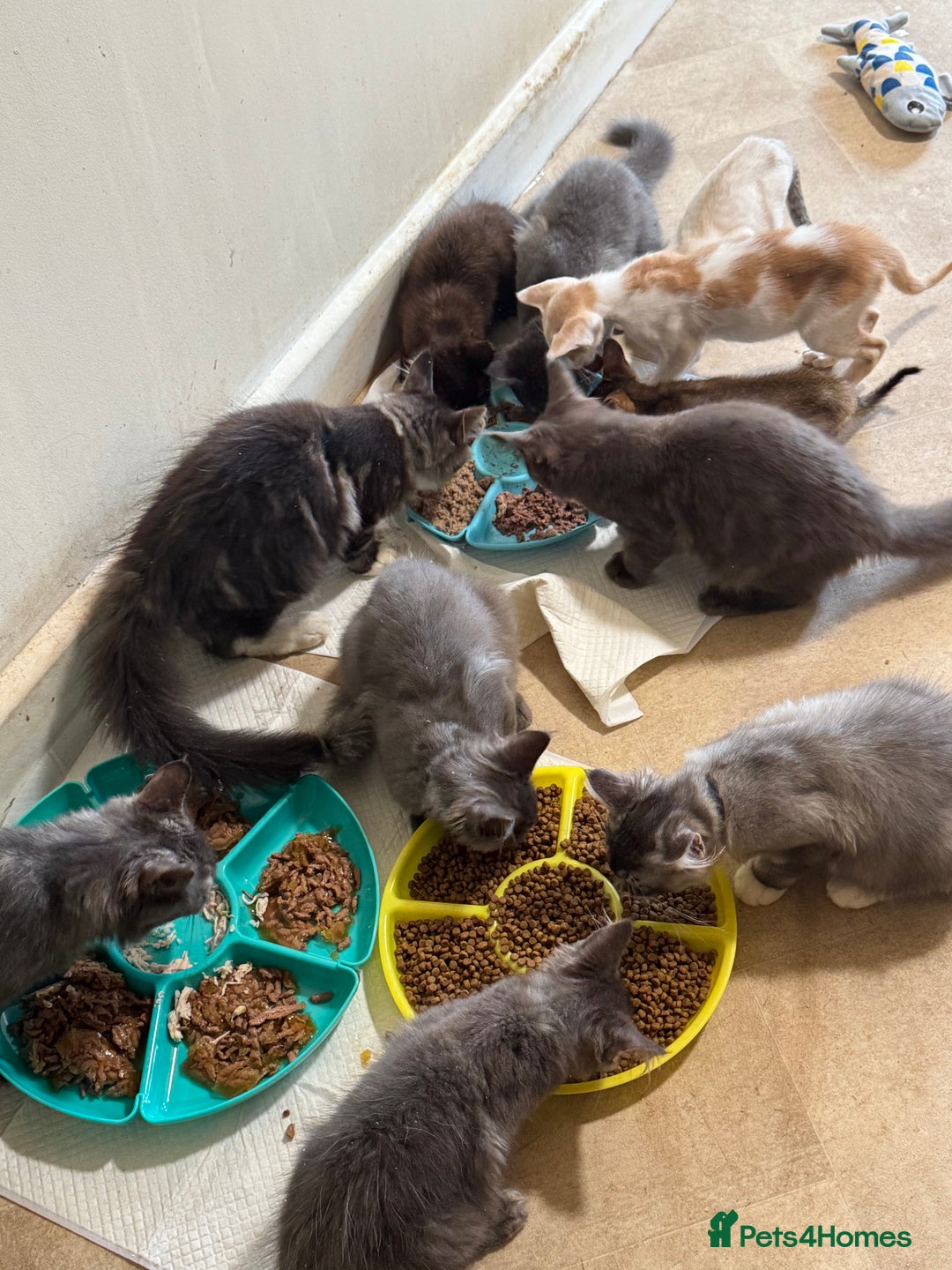Maine Coon cats for sale: READY NOW BEAUTIFUL PEDIGREE MAINECOON KITTENS  - Image 18
