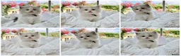 Ragdoll cats for sale: PET only boys  - Advert 5