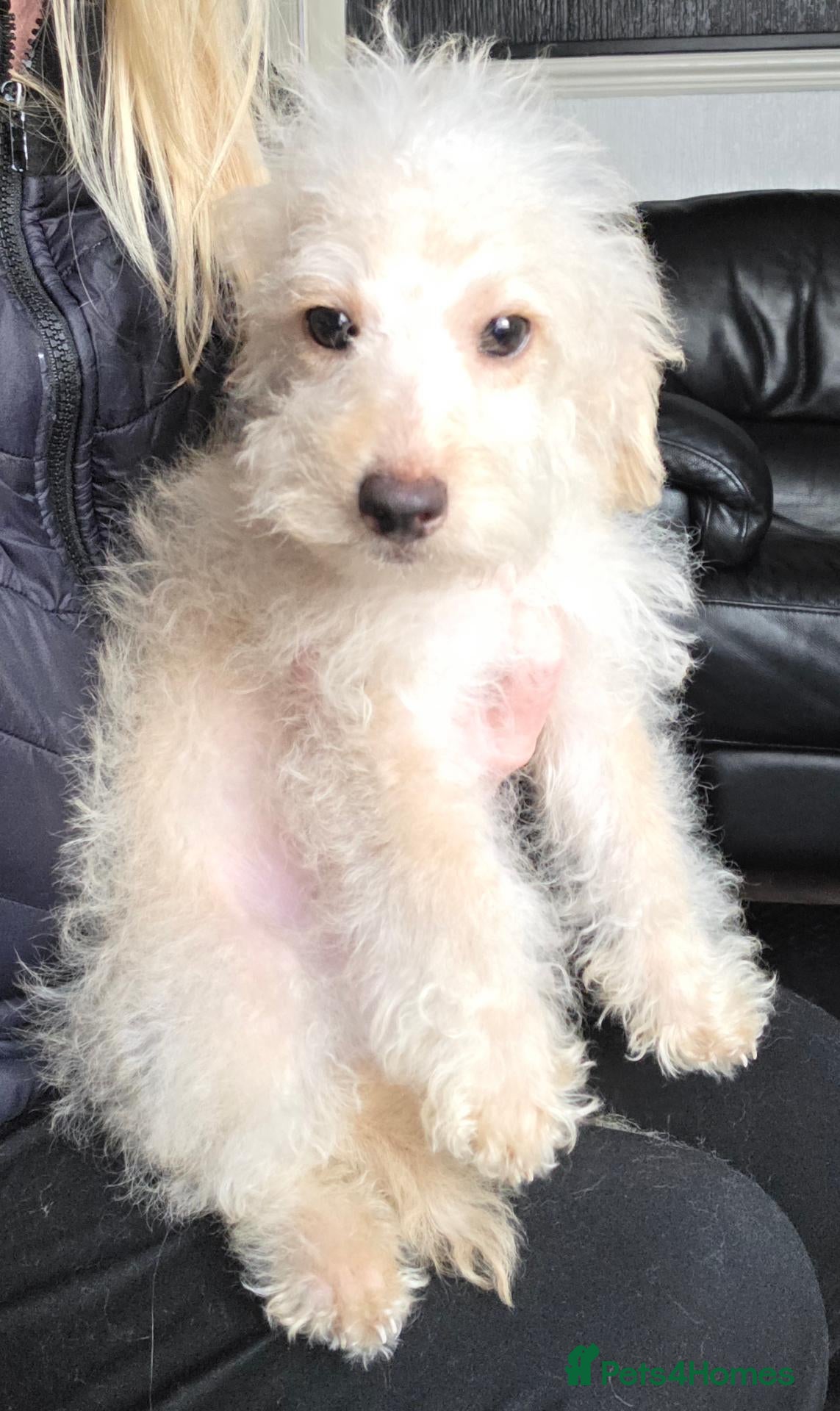 Jackapoo dogs Toy poodle 3/4 puppies  - Advert 7