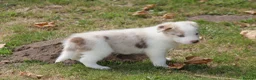 Border Collie dogs for sale: Border Collie Puppies for Sale - Advert 27