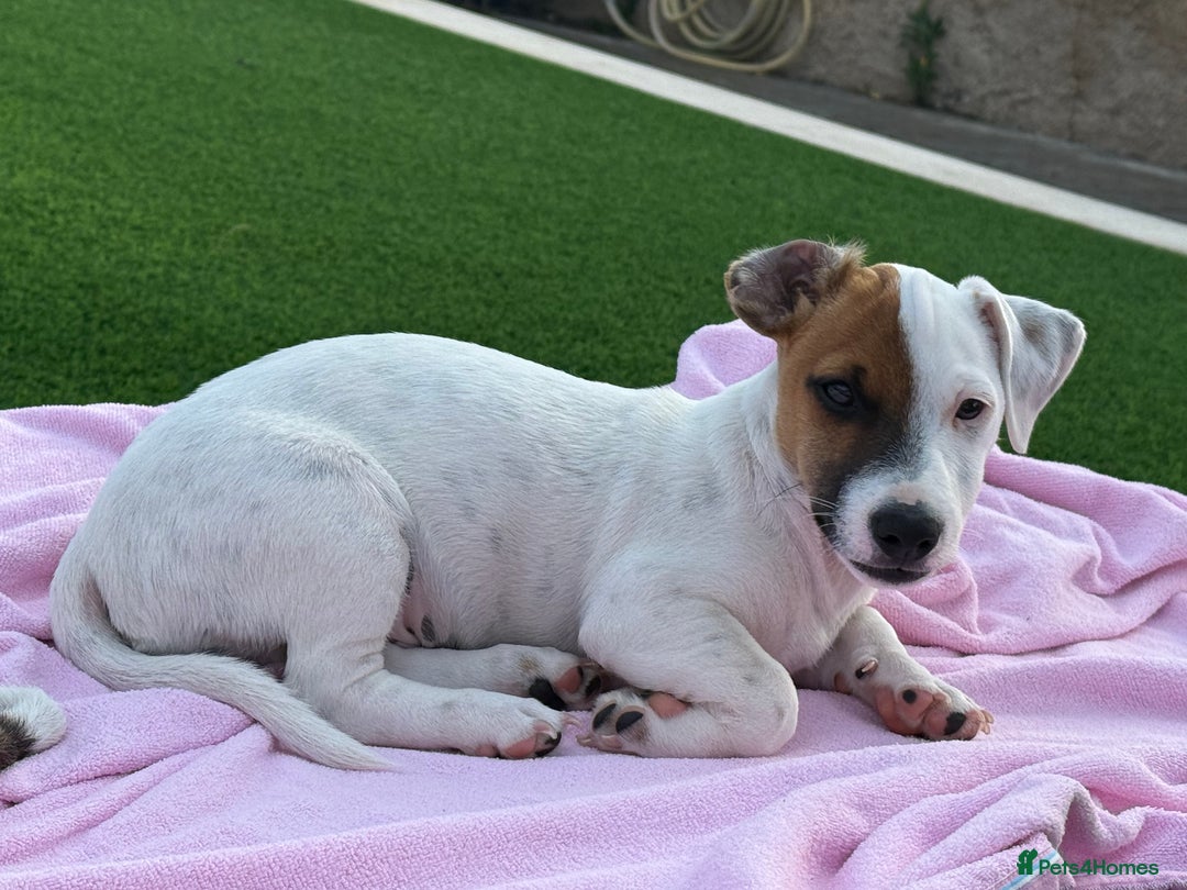 Jack Russell dogs for sale: Lovely Male Jack Russell Terrier - Image 2