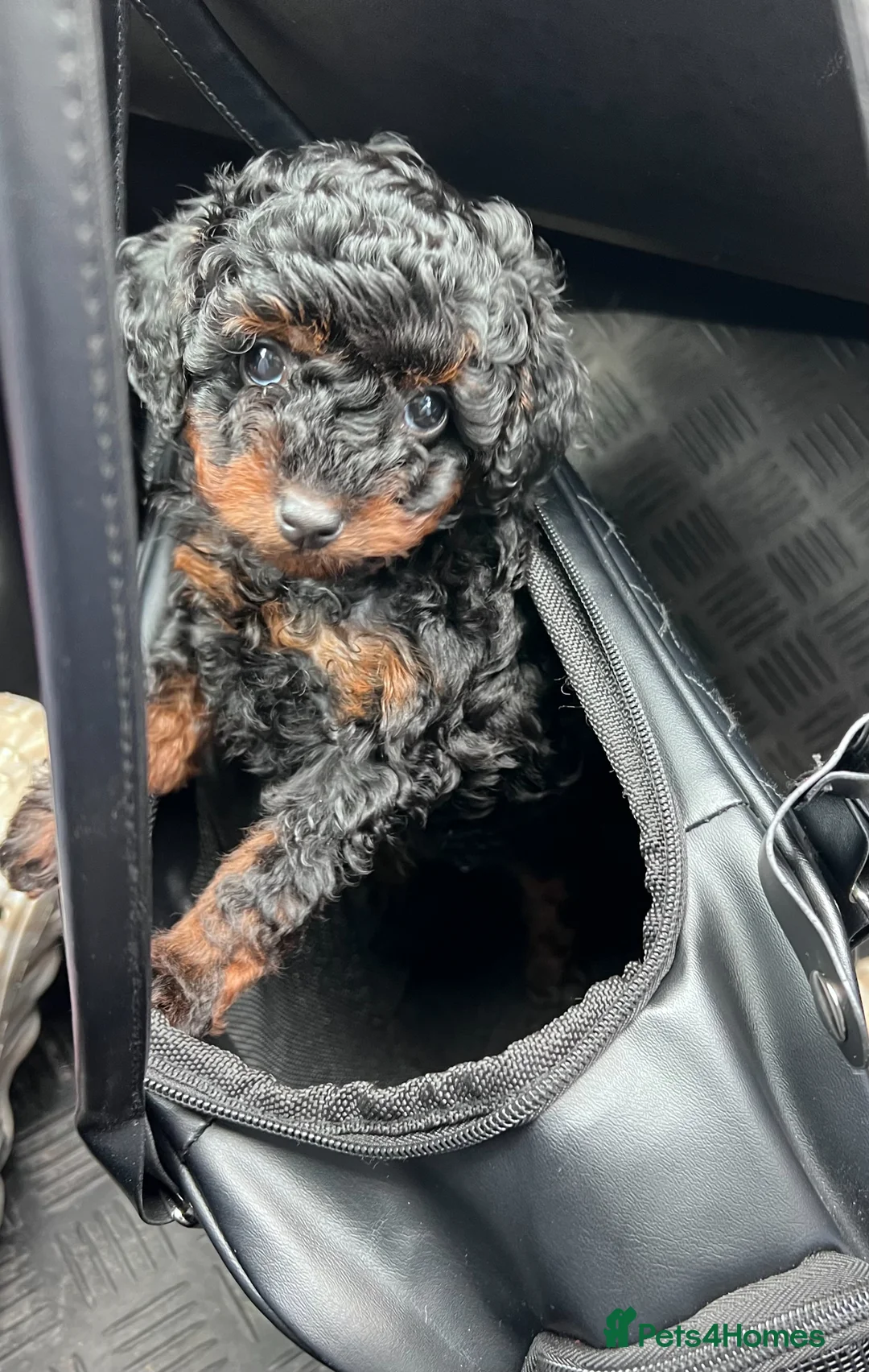 Toy Poodle dogs for sale: Rare Black Phantom Asian Toy Poodle Boy - Advert 1