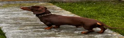 Miniature Dachshund dogs for stud: Chocolate/isabella miniature dachshund  in Darlington - Advert 6