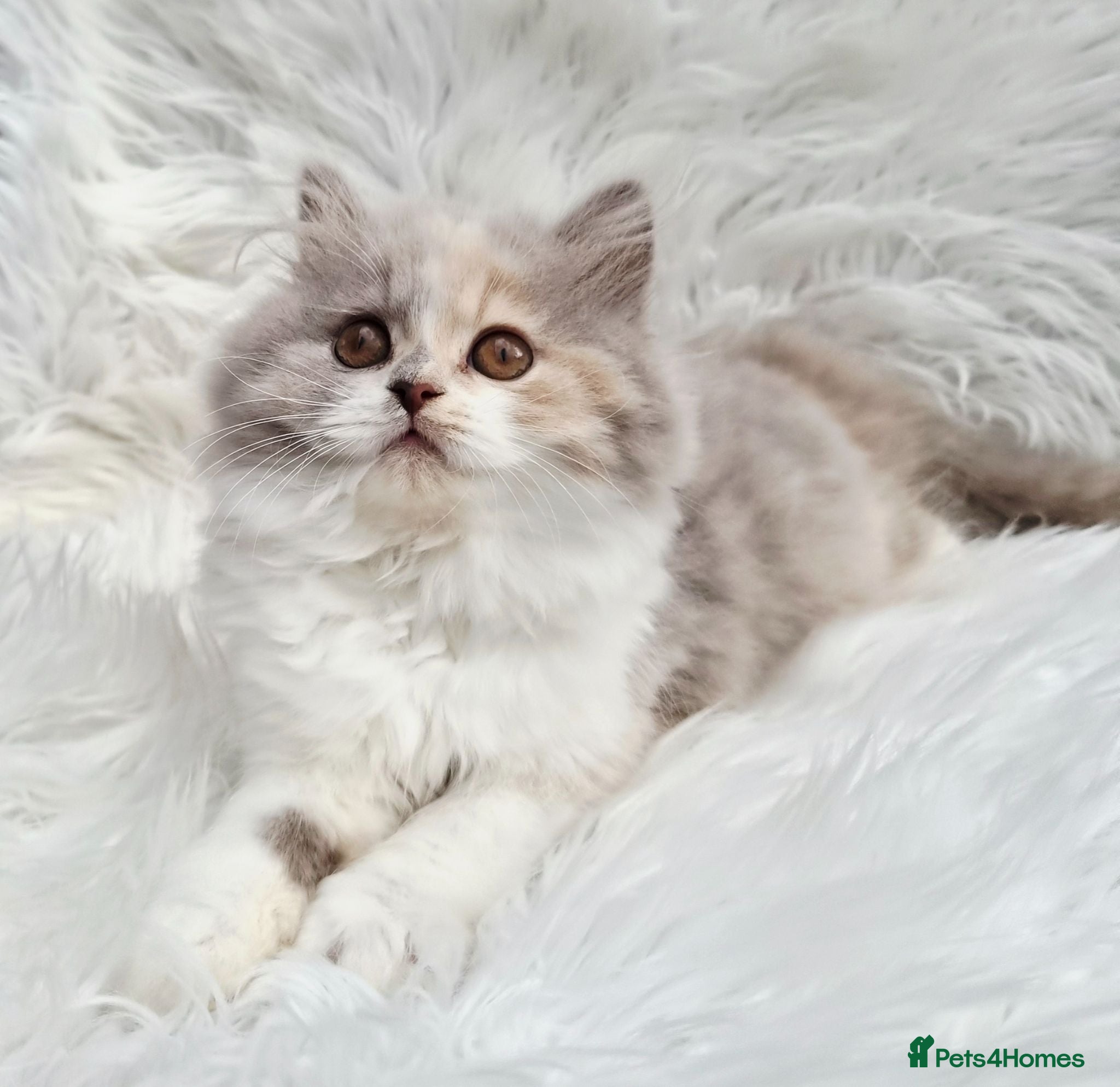 British Shorthair cats Gorgeous extremely loving longhaired girl - Advert 16