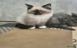 Ragdoll cats for sale: 4 ragdolls ready to leave now  - Image 4