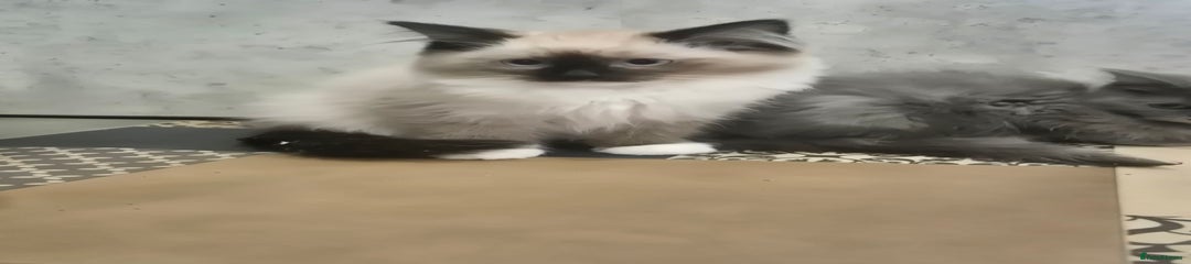 Ragdoll Kitten 1