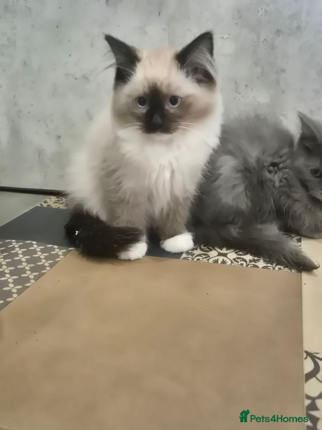 Ragdoll cats for sale: 4 ragdolls ready to leave now  - Image 4