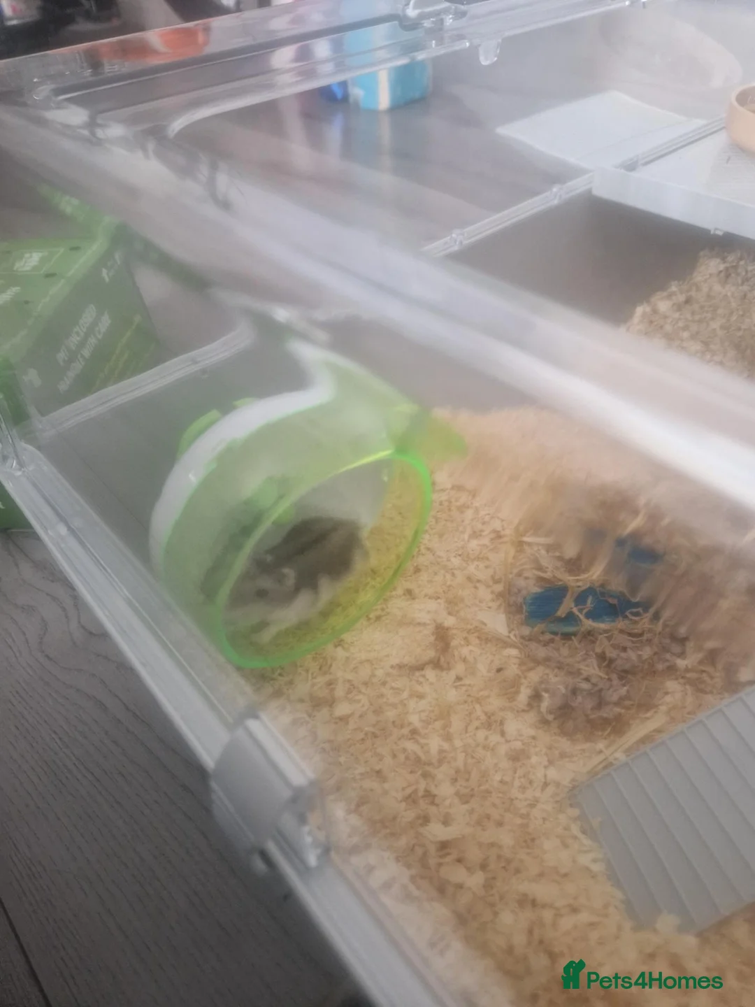 Hamster rodents for sale: 2 Russian Dwarf Hamsters in Barnsley - Advert 3