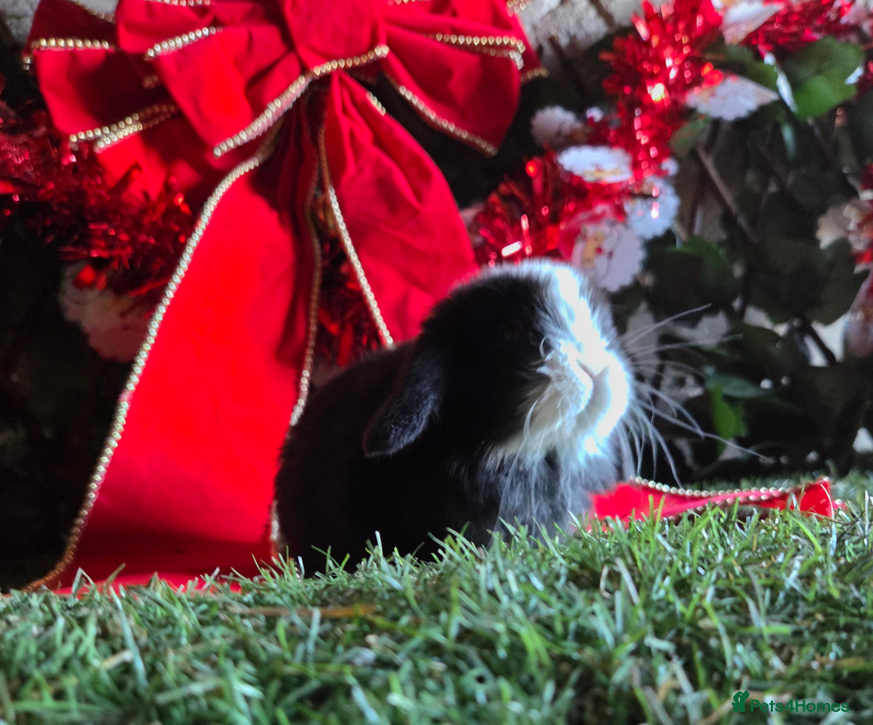 Mini Lop rabbits Pure mini lop babies  - Advert 5