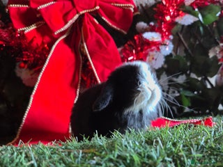 Mini Lop rabbits Pure mini lop babies - Advert 9