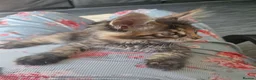 Mixed Breed cats for sale: Maine Coon mix kittens  in Heathfield - Advert 15