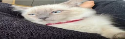 Ragdoll cats for sale: Stunning ACTIVE ragdoll - Advert 4