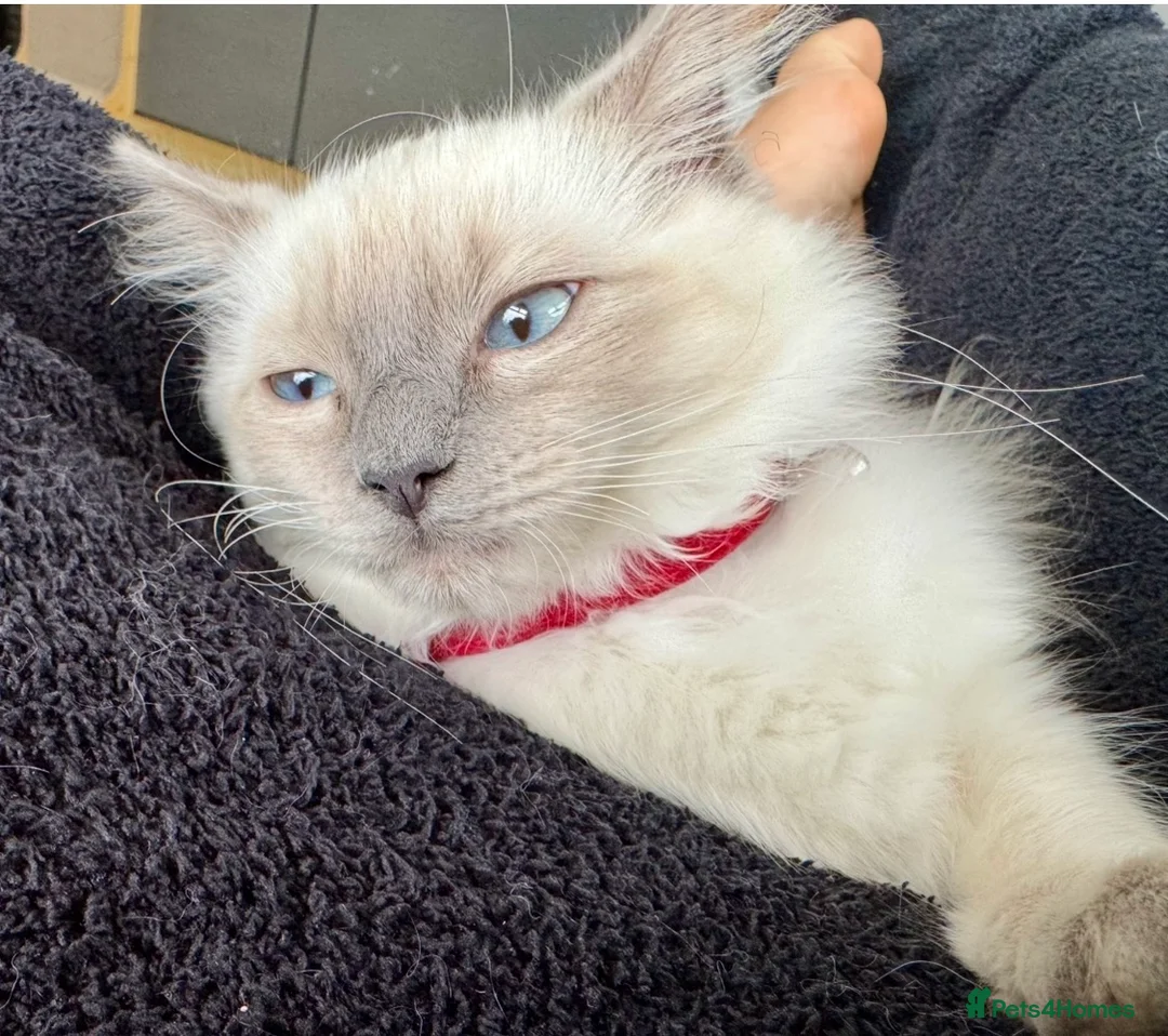 Ragdoll cats for sale: Stunning ACTIVE ragdoll - Advert 4