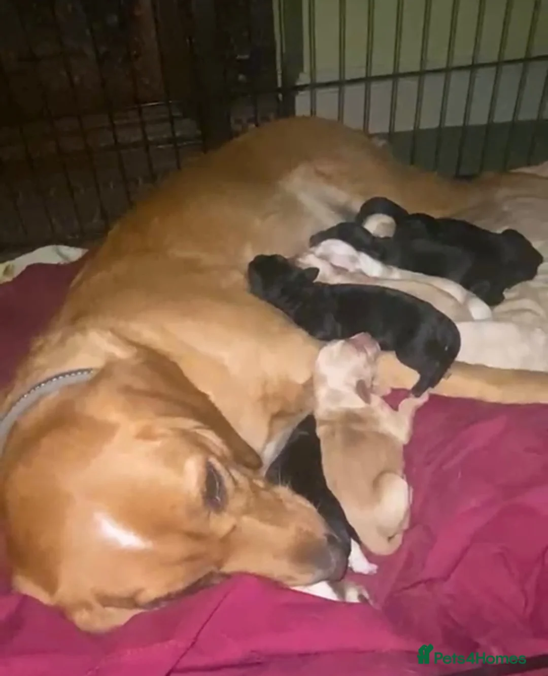 Mixed Breed dogs for sale: Labradoodle X Springer X Border Collie - Advert 2