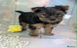 Yorkshire Terrier dogs for sale: Pedigree Yorkshire Terrier Puppies - Advert 6