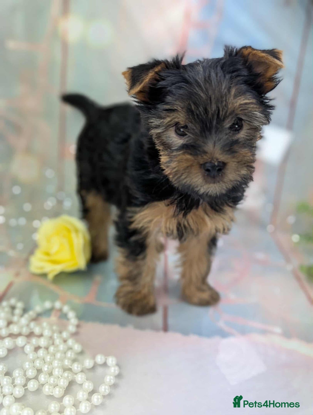 Yorkshire Terrier dogs for sale: Pedigree Yorkshire Terrier Puppies - Advert 6