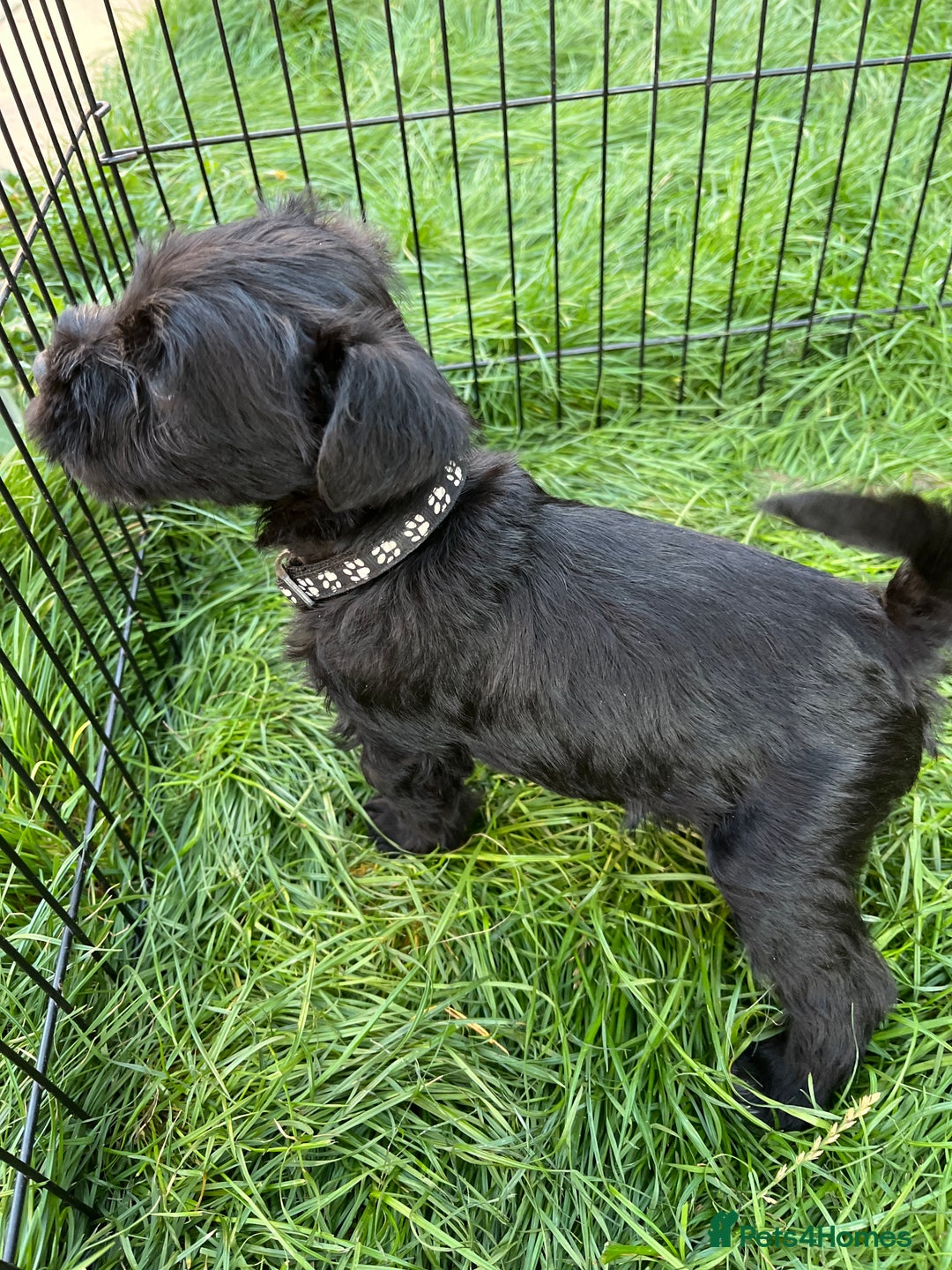 Miniature Schnauzer dogs for sale: KC Reg Miniature Schnauzer BVA Puppies - Image 7