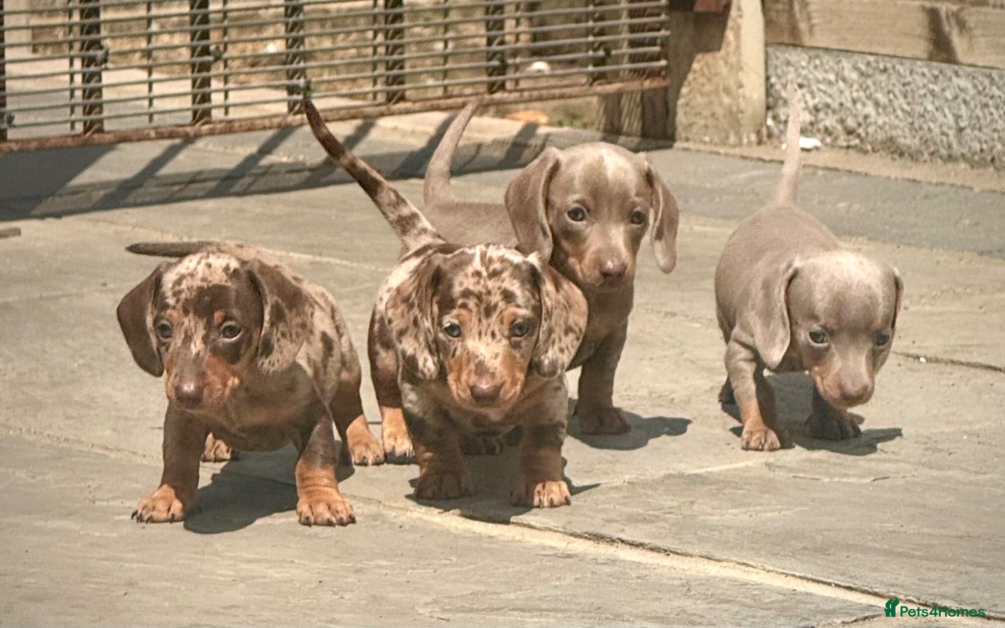 Miniature Dachshund dogs Outstanding Litter of Miniature dachshund puppies  - Advert 1