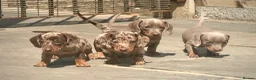 Miniature Dachshund dogs for sale: Outstanding Litter of Miniature dachshund puppies  - Advert 1
