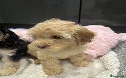 Cockapoo dogs for sale: Beautiful F1 Cockapoo puppies  - Image 24