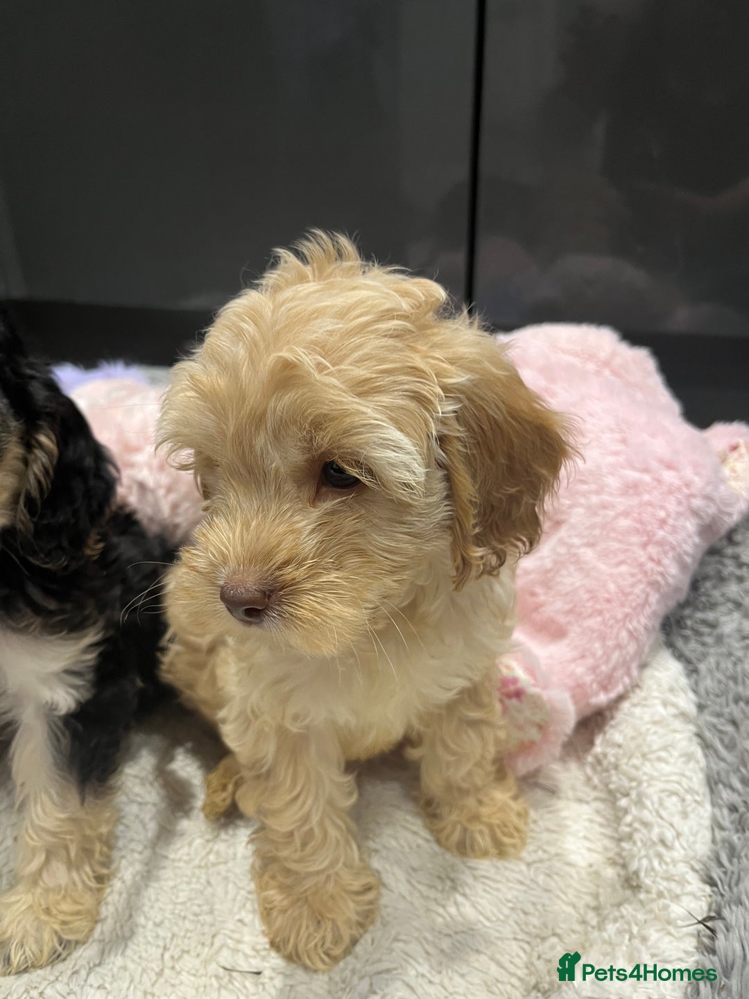 Cockapoo dogs for sale: Beautiful F1 Cockapoo puppies  - Image 24